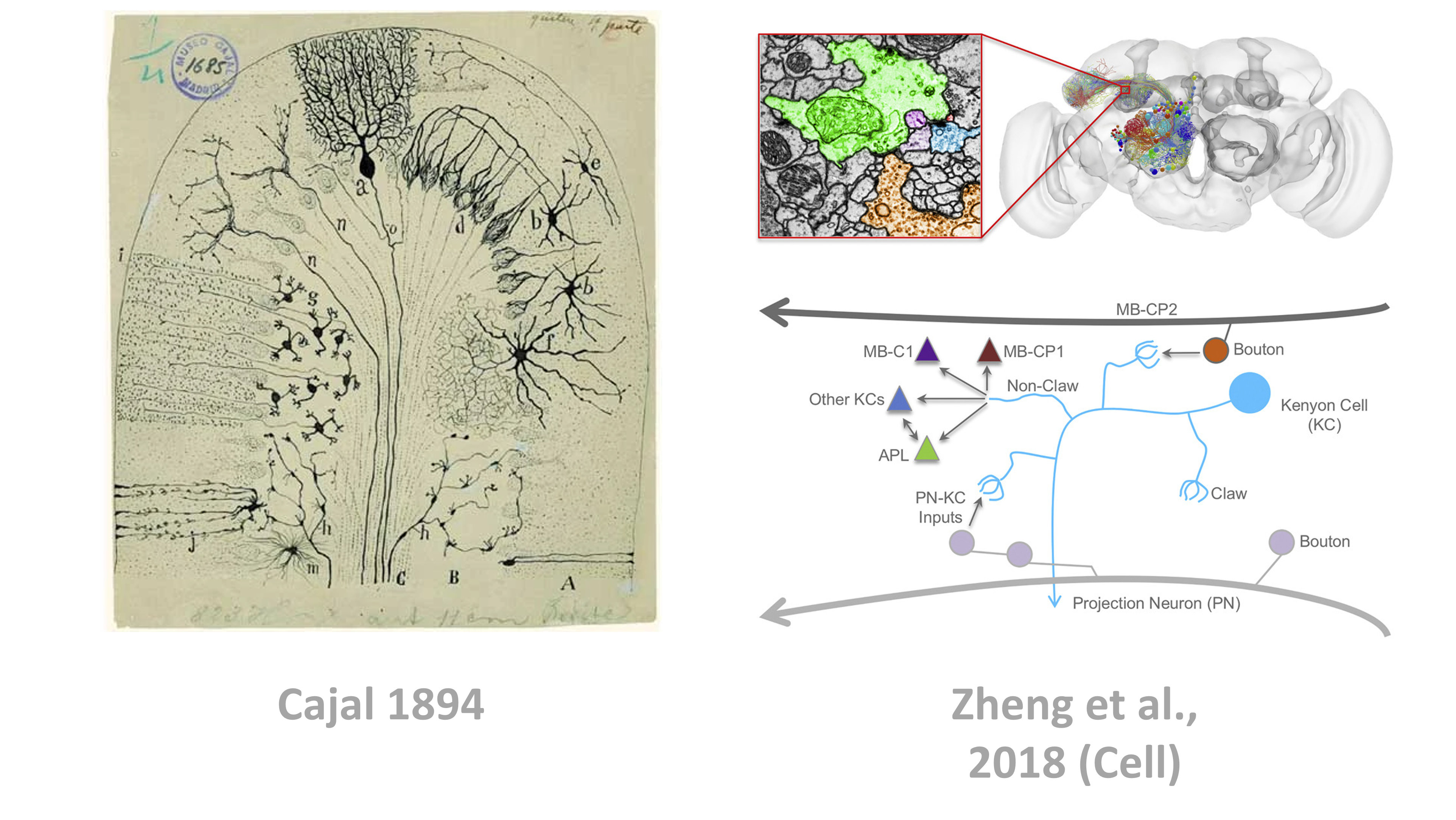 Circuit mapping has traditionally been done by hand (e.g. Cajal - left), but is increasingly automated (as in Zheng et al., 2018 - right).