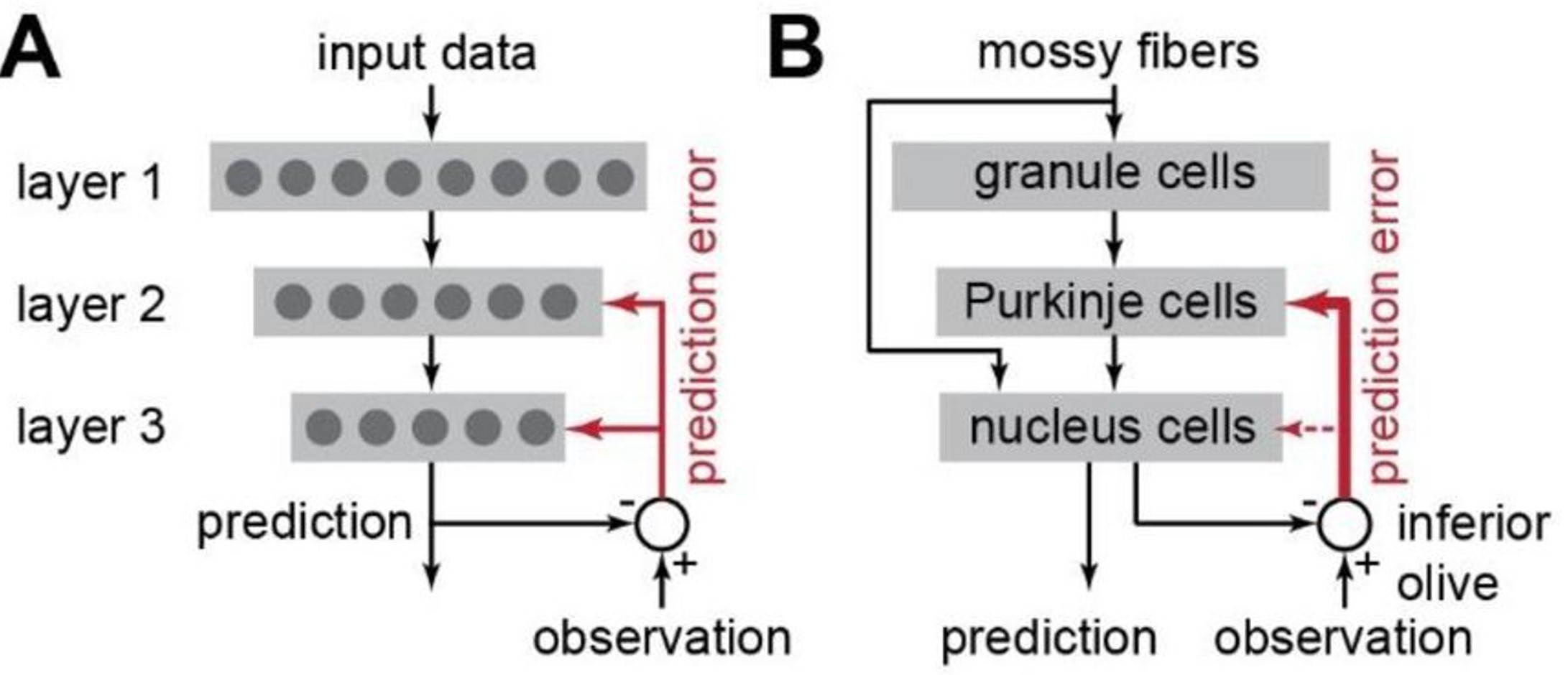 Model of cerebellar function .