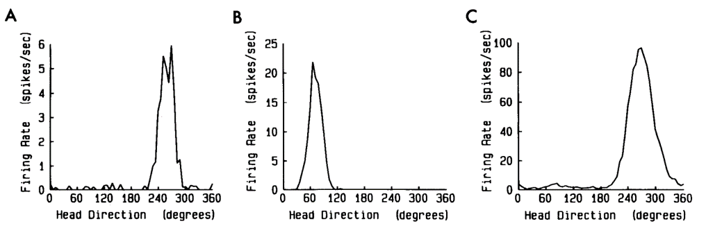 Neurons “tuned” to head direction .