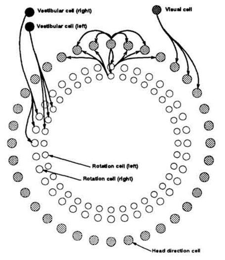 A ring attractor model for heading direction (Skaggs et al. 1995).