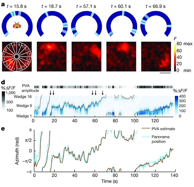 Evidence for the ring attractor model in fruit flies .