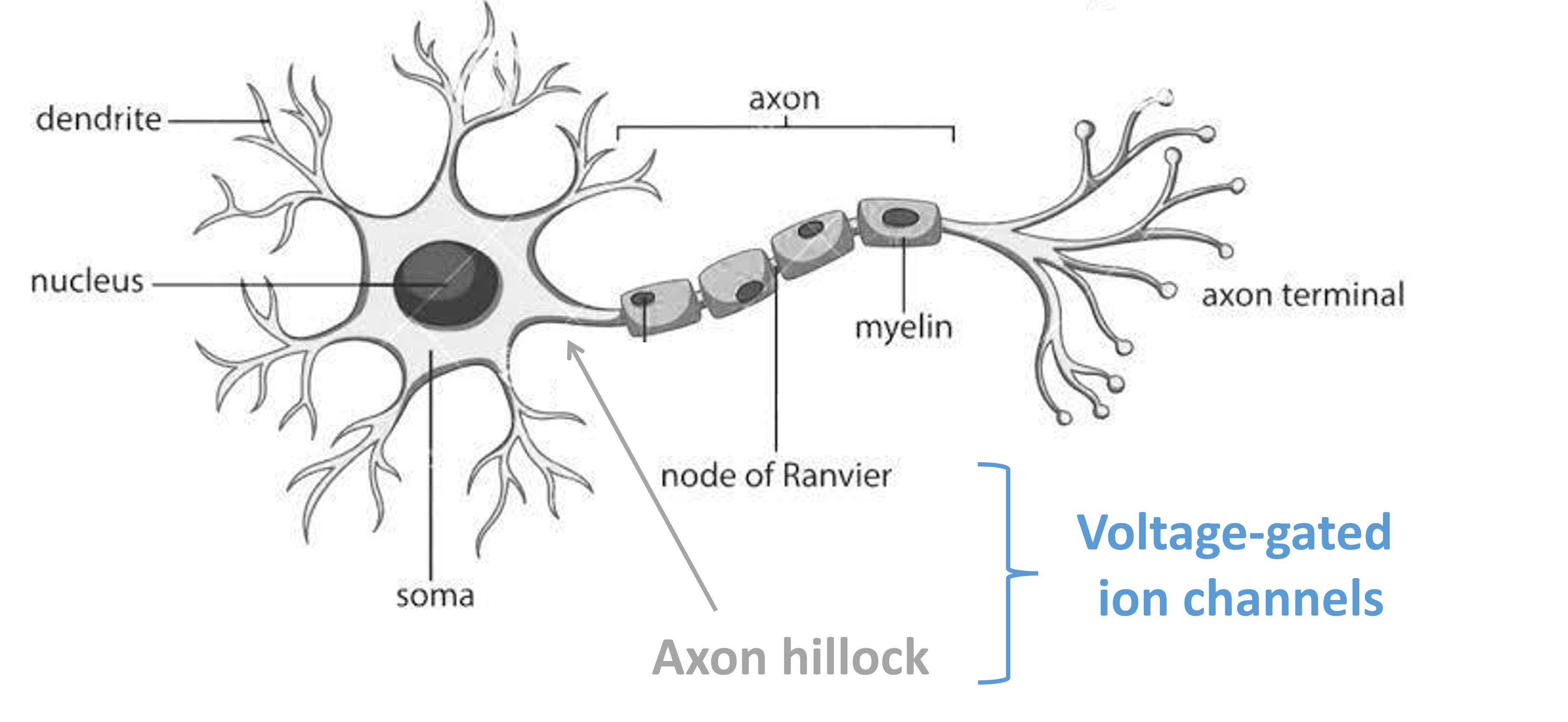 Schematic diagram of a single neuron.