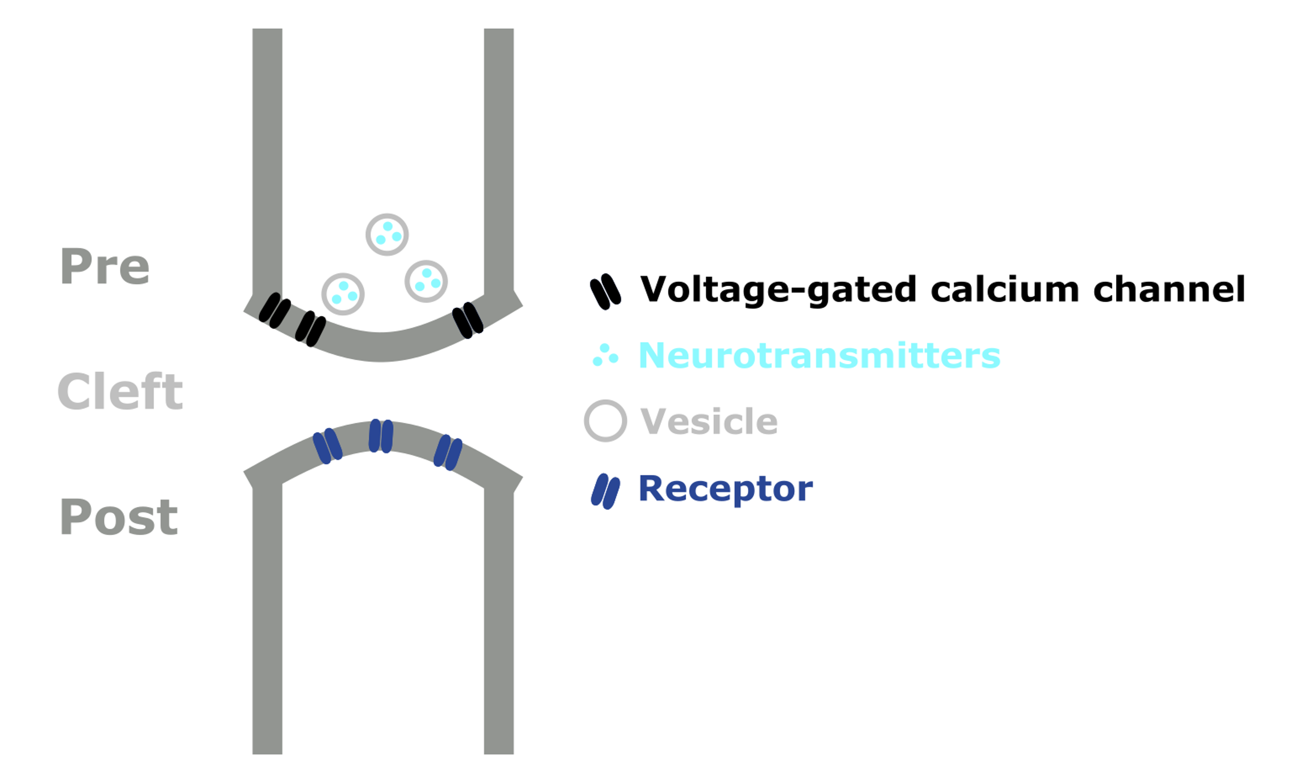 Schematic diagram of a chemical synapse.