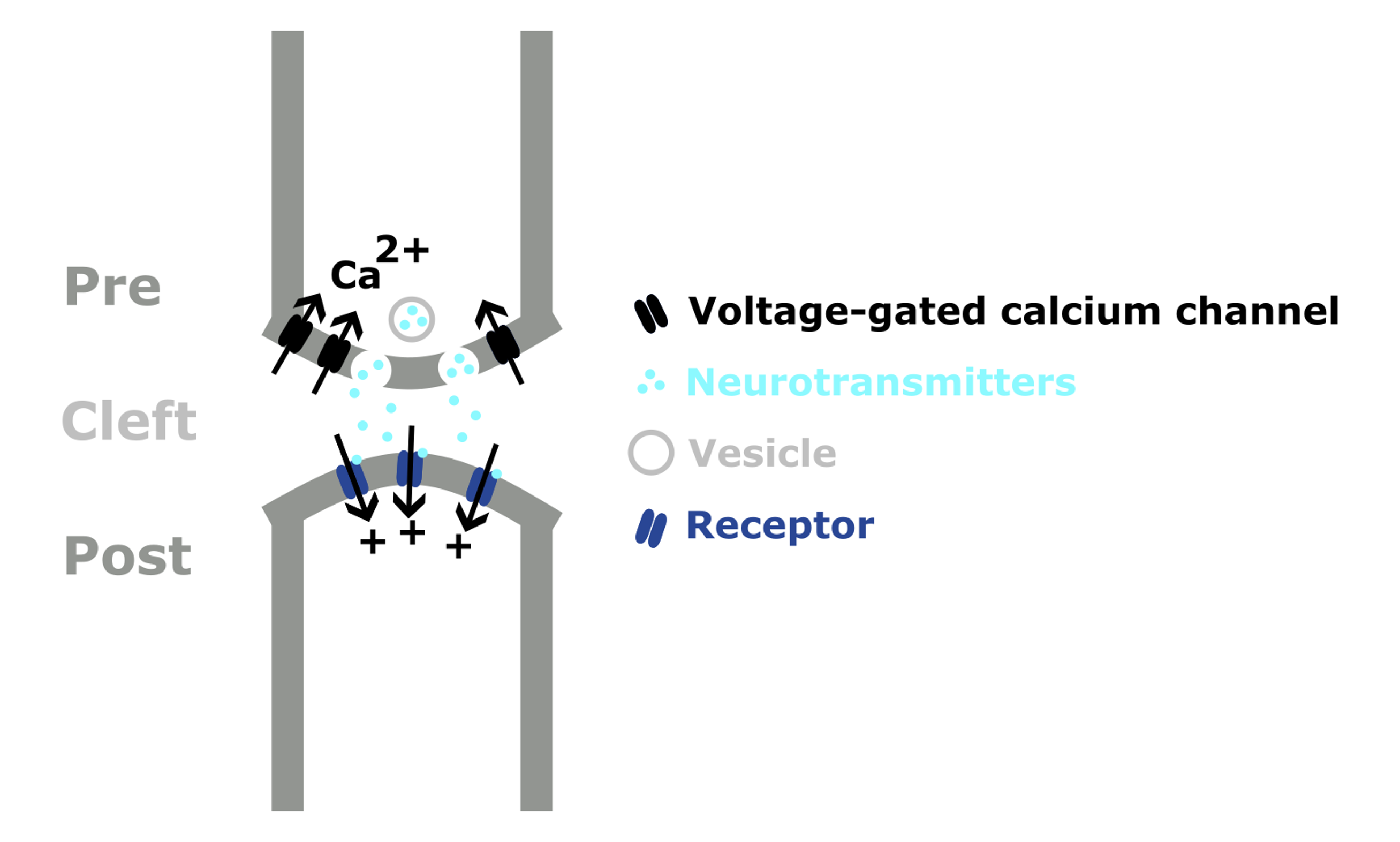 Schematic showing neurotransmission at an excitatory chemical synapse.