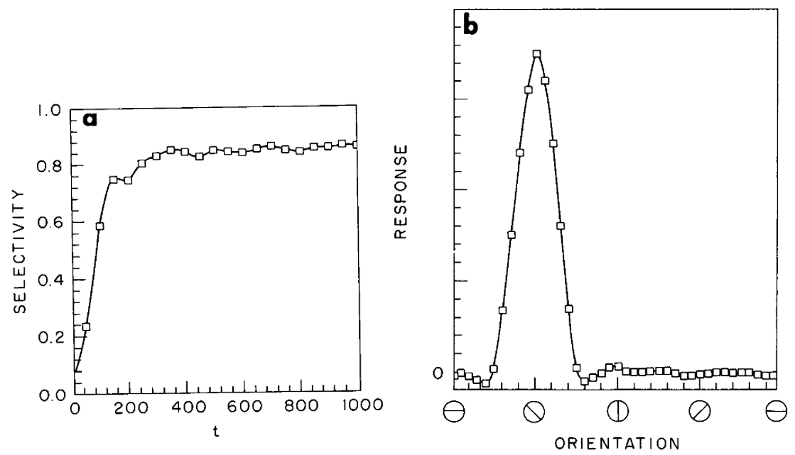 Model of orientation selectivity in the visual cortex .