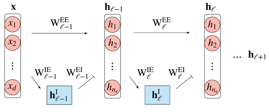 ANN model respecting Dale’s principle. FromCornford et al. 2021.