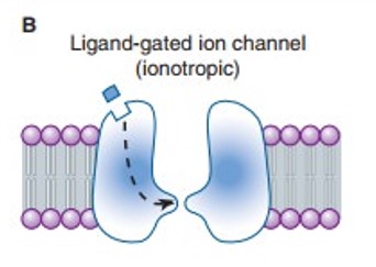 An ionotropic receptor. From.