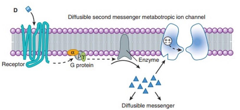 A metabotropic receptor From.