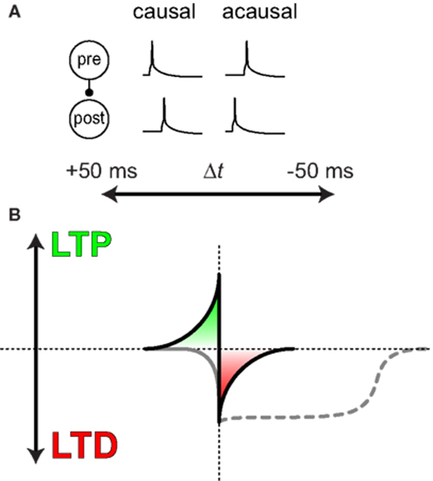 Spike timing-dependent plasticity .