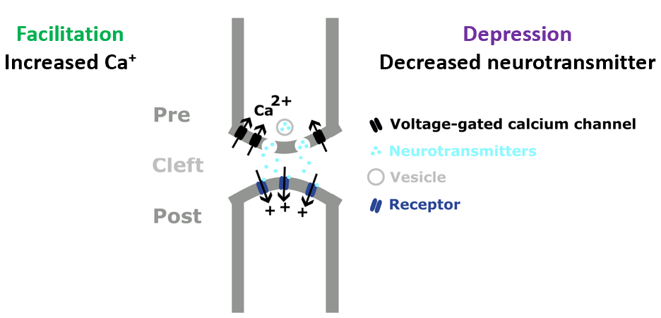 Short-term facilitation and depression at a chemical synapse.