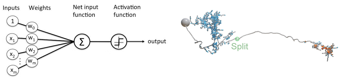 An artificial unit (left) versus a real neuron (right).