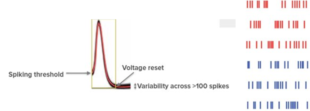 A figure showing that the spikes from a given neuron are all incredibly similar. 