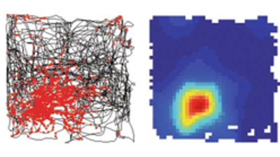 Place cells spike at specific locations within an environment .