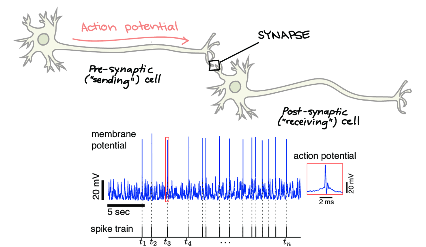 Brain Cell Signalling