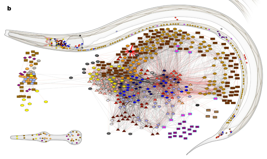 A diagram showing the C. elegans connectome from .