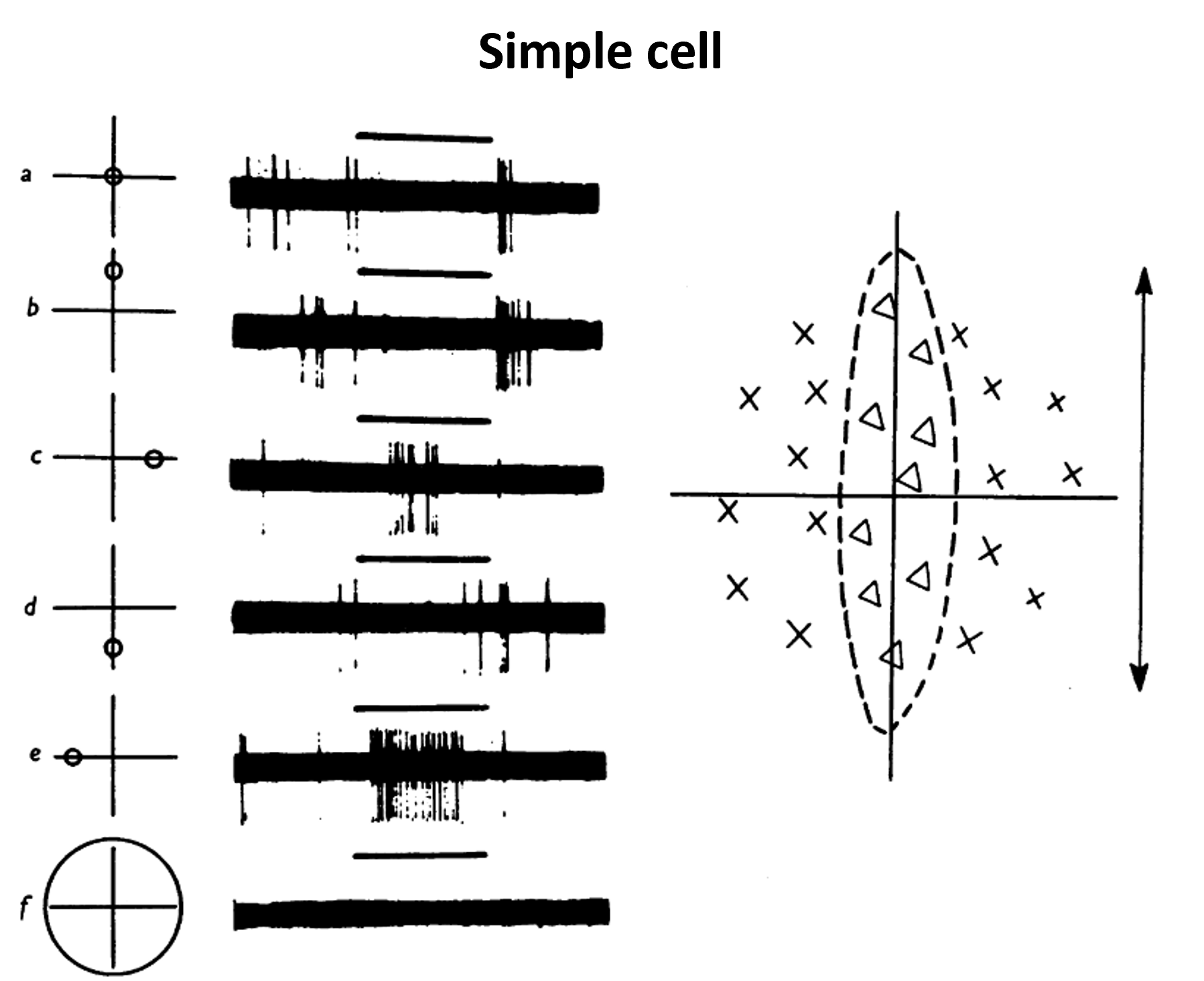 Example of Hubel and Wiesel Cell Recordings