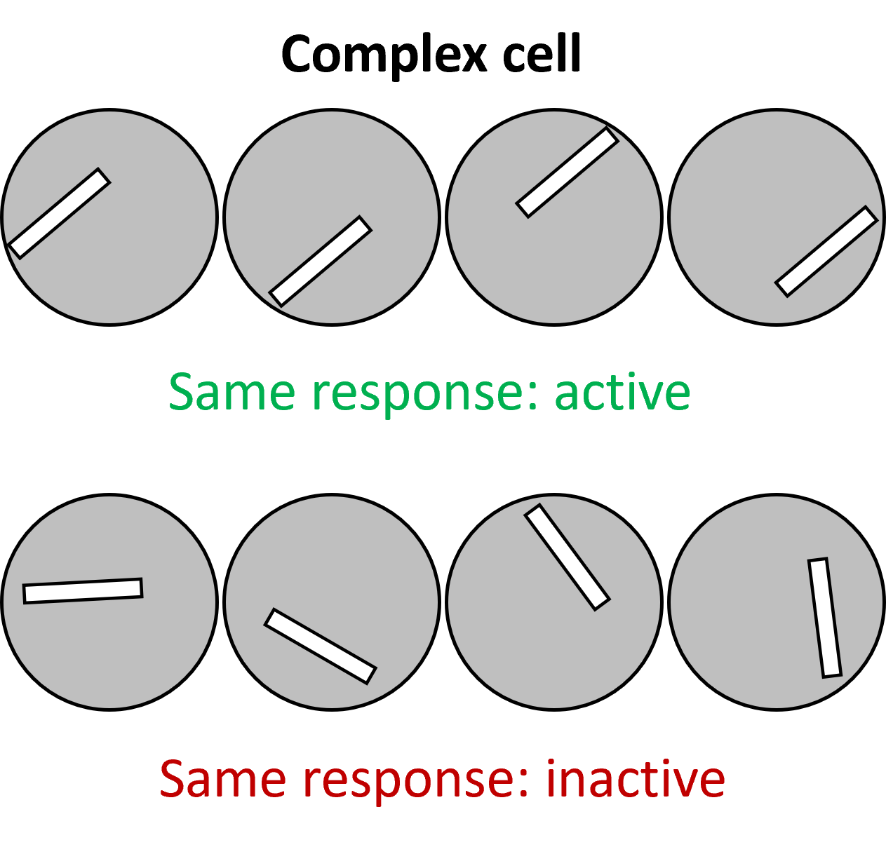 Complex Cell Response