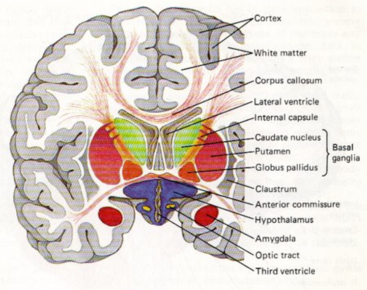 Diagram of Coronal Section