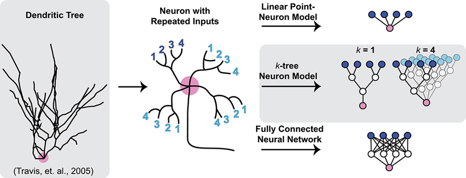 Study of Changing Dentritic Tree and Computation