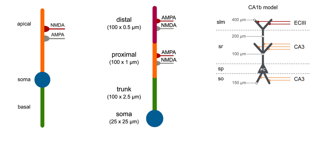 Simplified multicompartmental neurons as used in Dendrify.