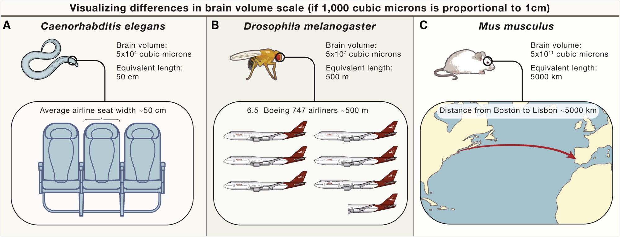 Visualisation of Increased Brain Volume between Species