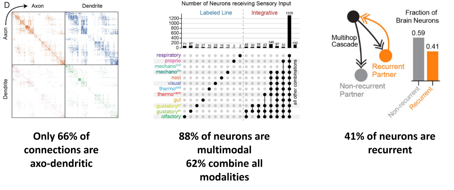 Features Learnt from Drosophila Connectome