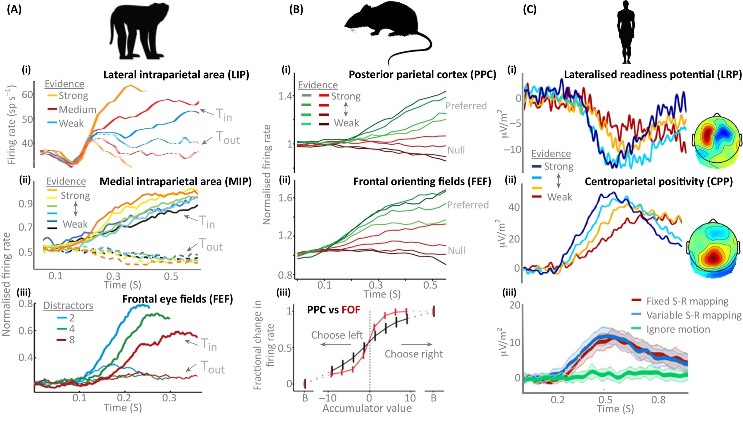 Experimental Evidence of Accumulation Processes Across Multiple Brain Regions and Species