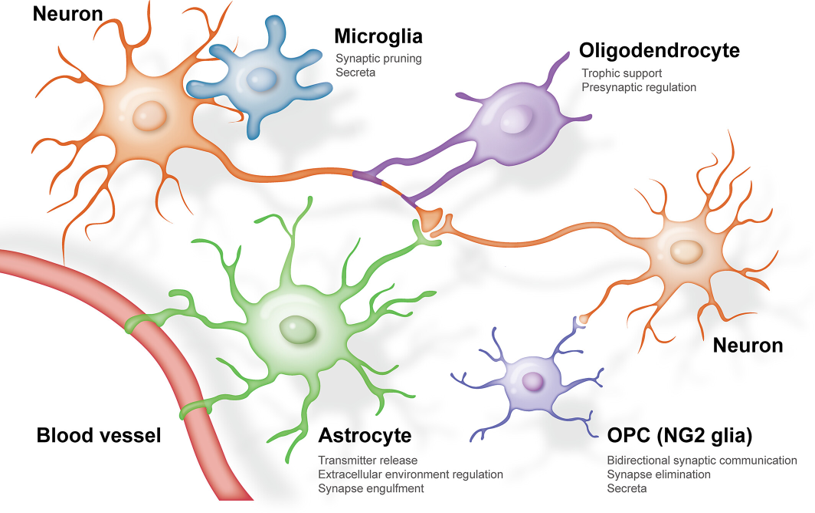 Diagrams of Different Types of glial Cells