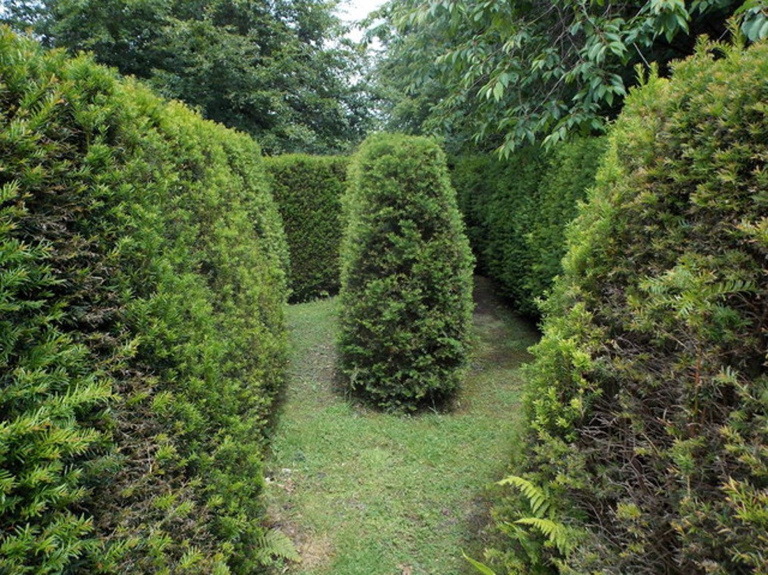 Hedge Maze