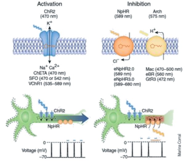 Diagram showing how optogenetic tools can be used to activate (left) or inhibit (right) neurons .