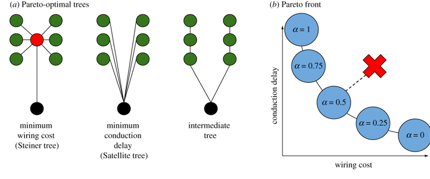 Analysis of neuron morphology .