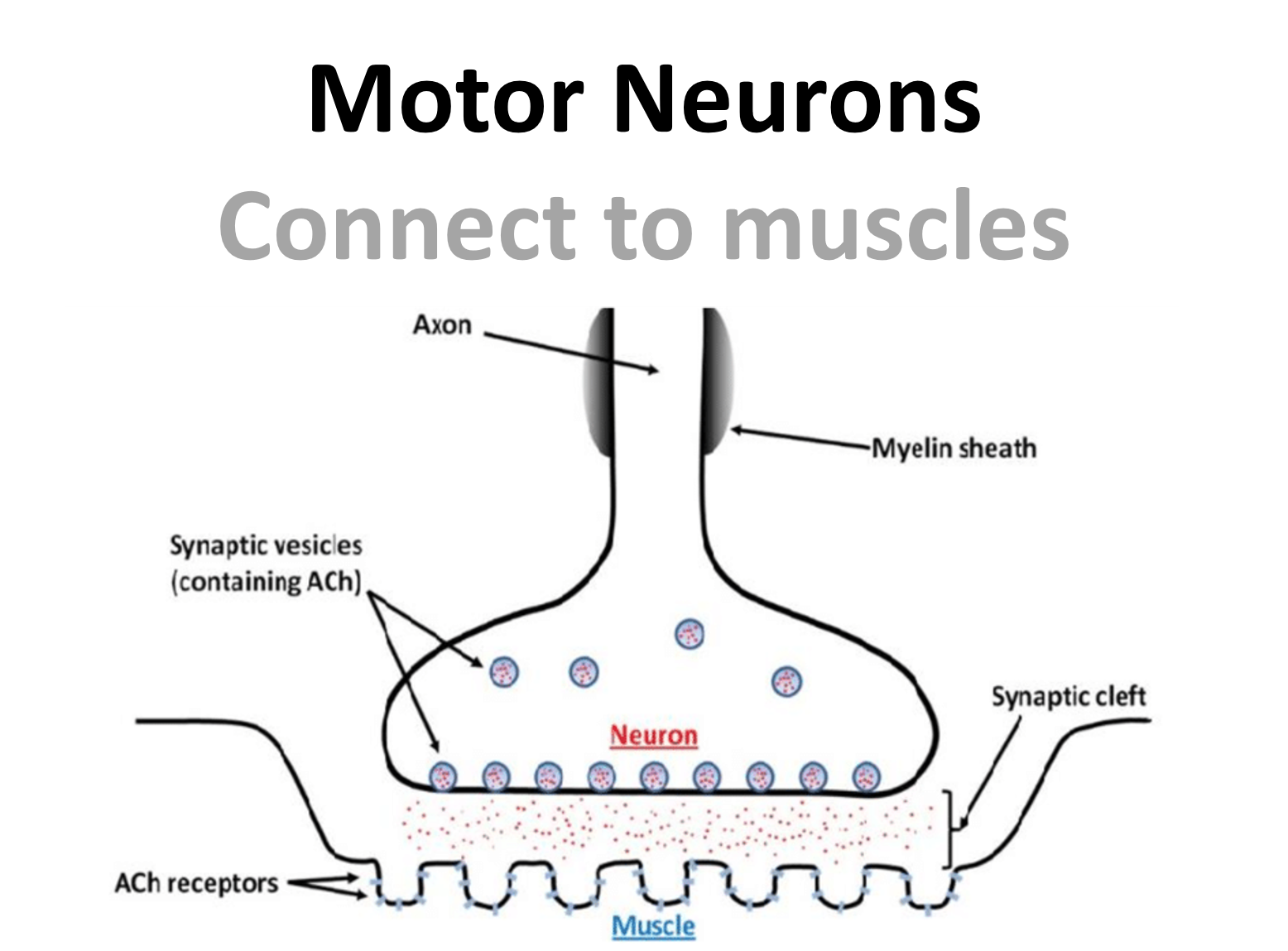 Diagram of Motor Neuron