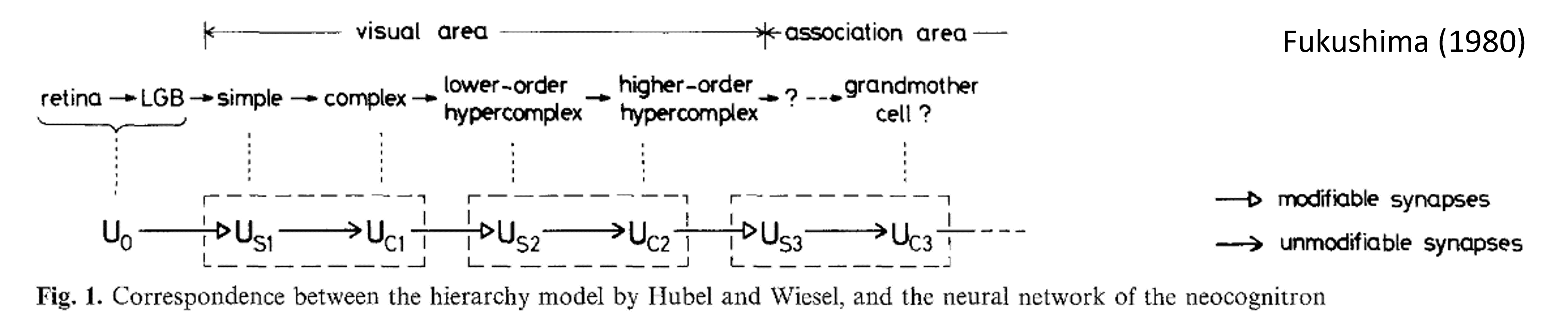 Neocognitron architecture, from 