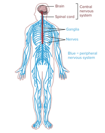 Diagram of Nervous System