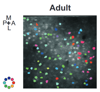 Direction preferences of cells in the barrel cortex of a rat .