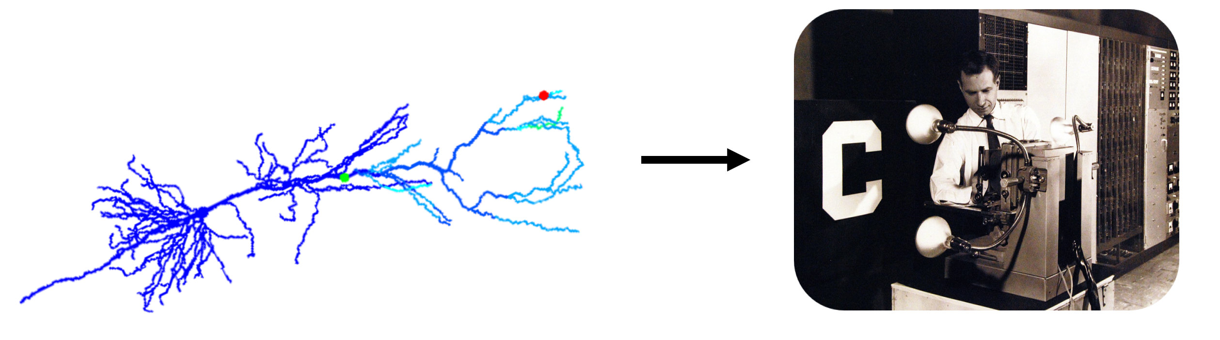 Neuron to Perceptron