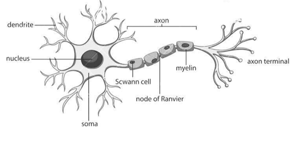 Diagram of a neuron.