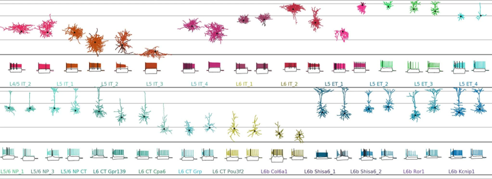 The diversity of neuron morphologies. From .