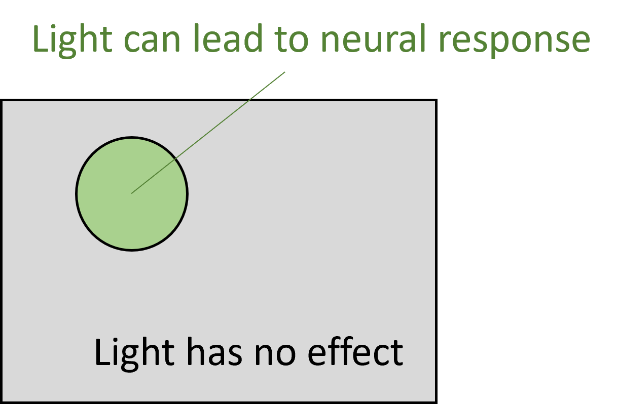 Receptive field