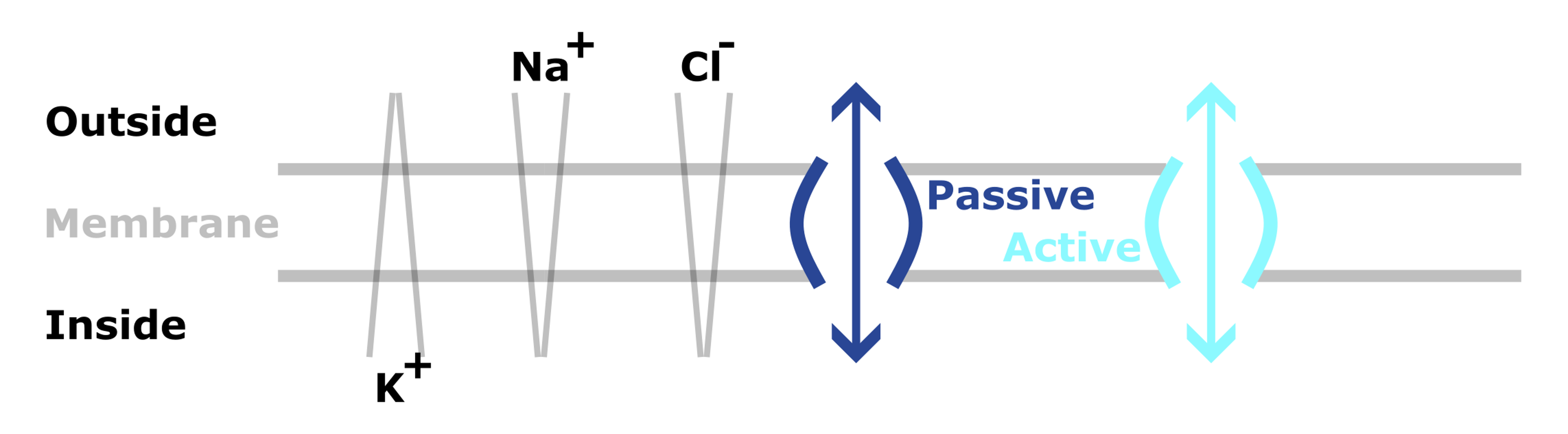 Resting Membrane Potential