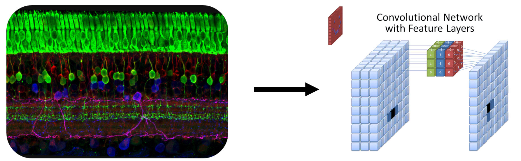 Retina to Convolutional Neural Network