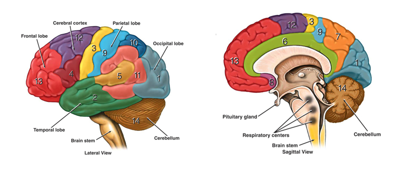 Lateral view and sagittal views showing the gross structure of the human brain.