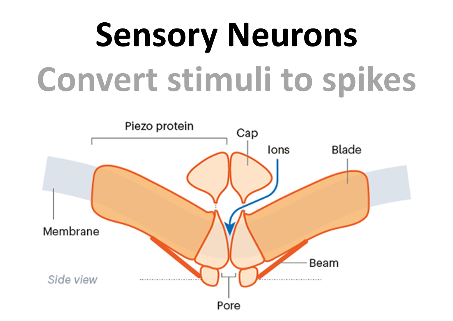 Diagram of Sensory Neuron