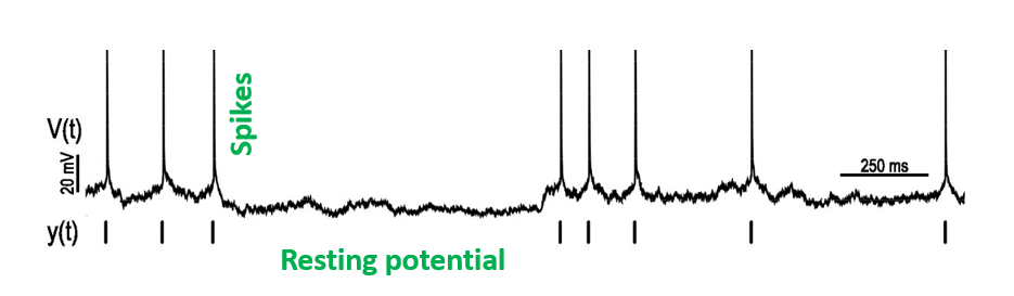 A diagram showing the activity of a single neuron over time. 