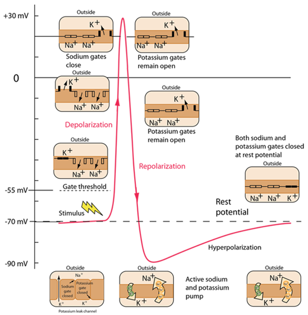 Spike Schematic