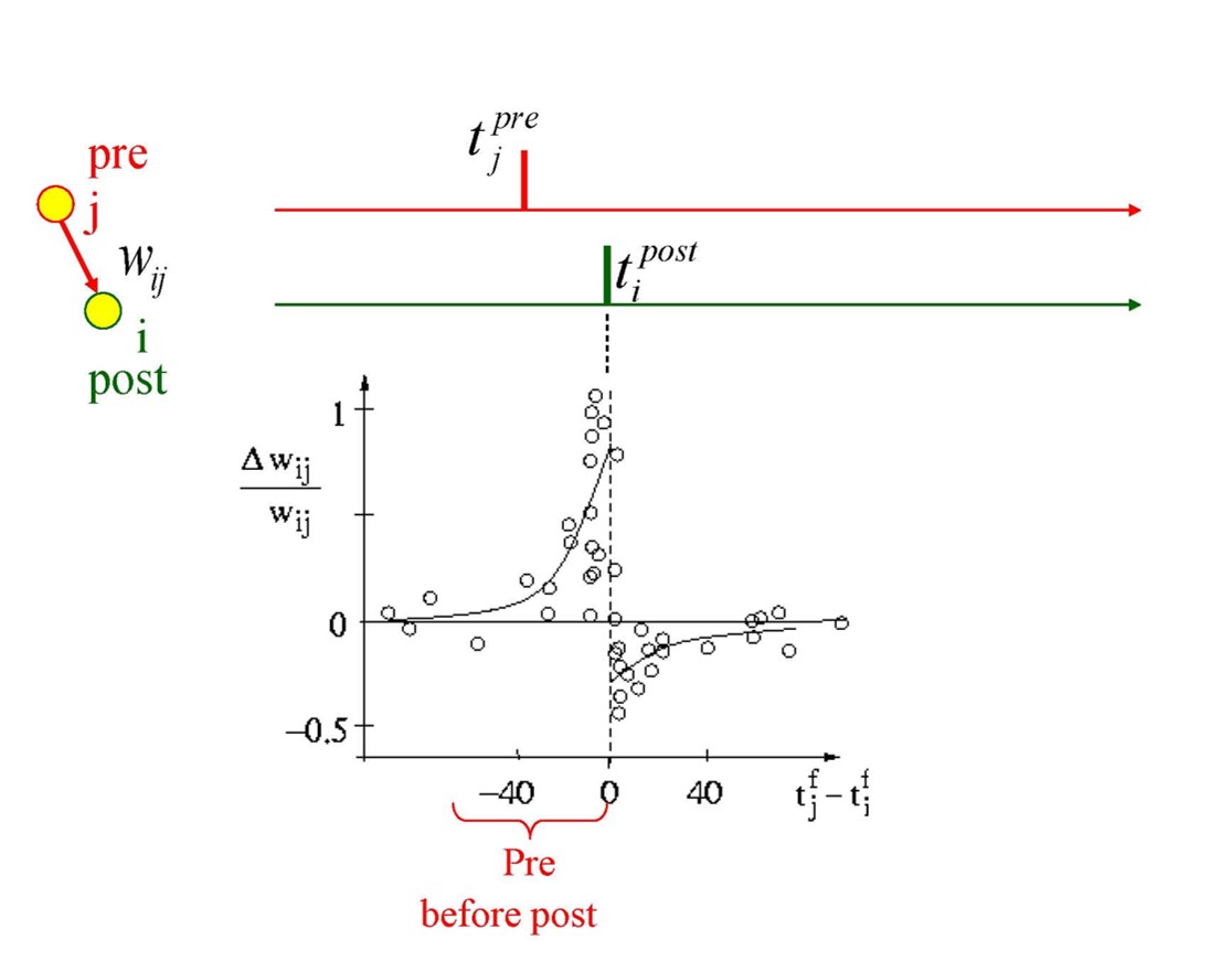 Synapse behavior with pre and post-synaptic spikes