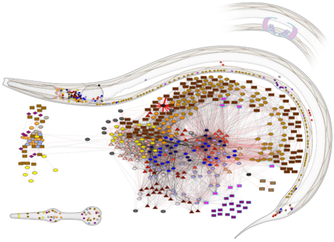 C. elegans connectome.