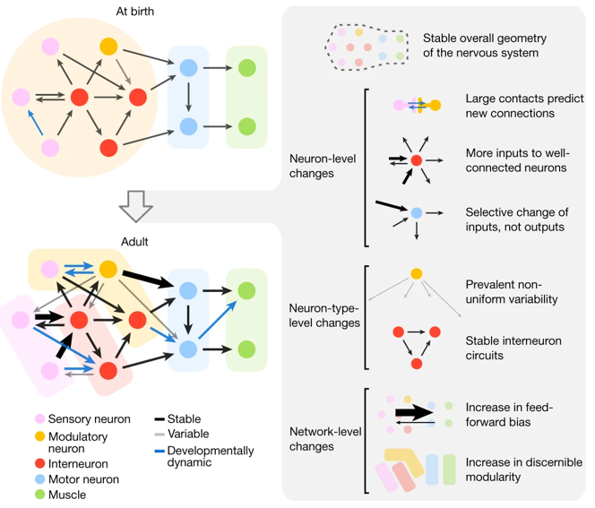 Observation of Non-Uniform Increase in Synapses Throughout Ageing Process